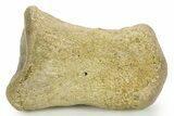 Fossil Hadrosaur (Edmontosaurus) Phalanx (Toe) Bone - Montana #378404-1